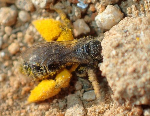 Réf. 211 292 : Panurgus sp.